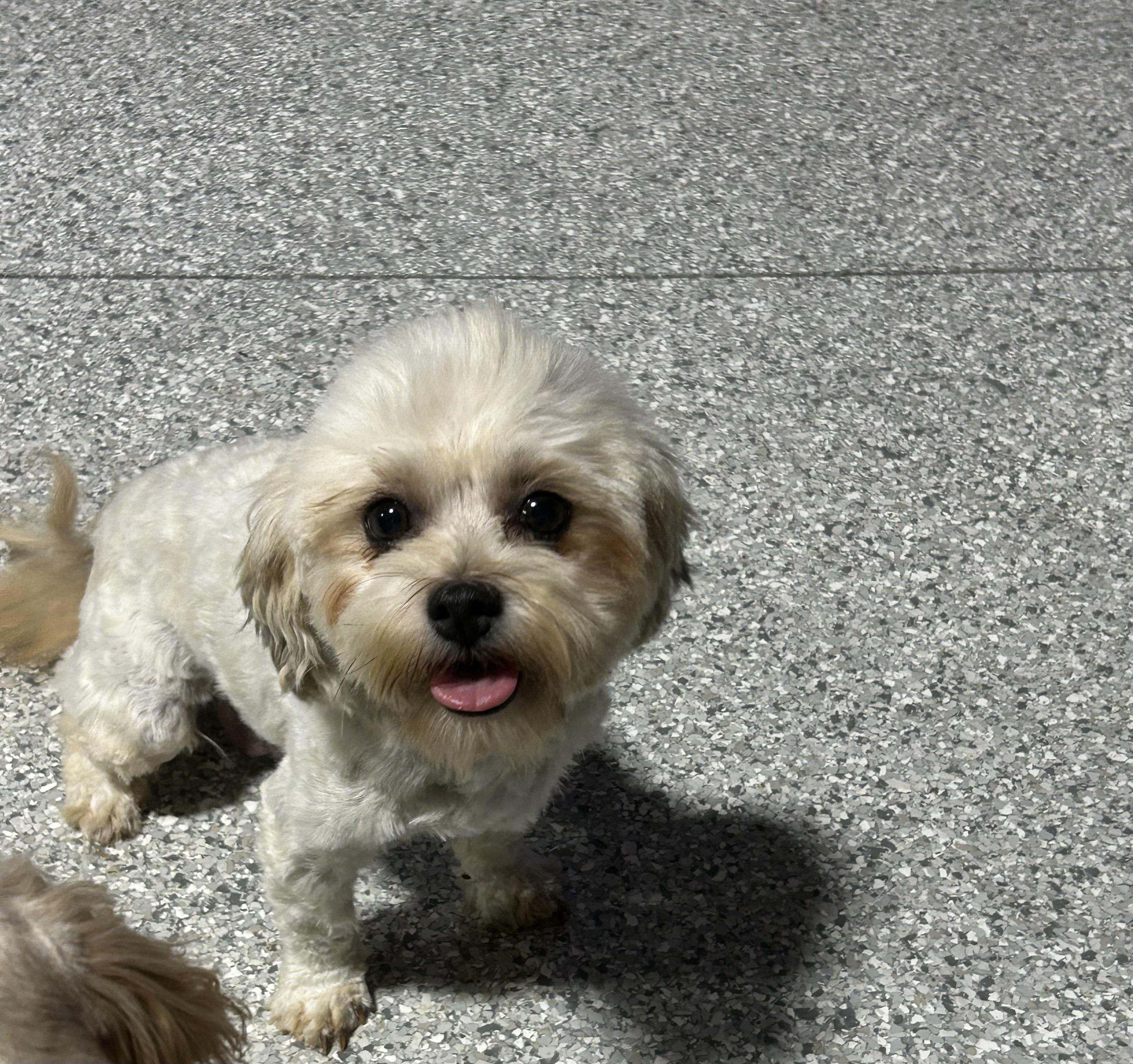 Monica. 9 lbs, a Adoptable mixed breed in Antwerp, OH image 2/6