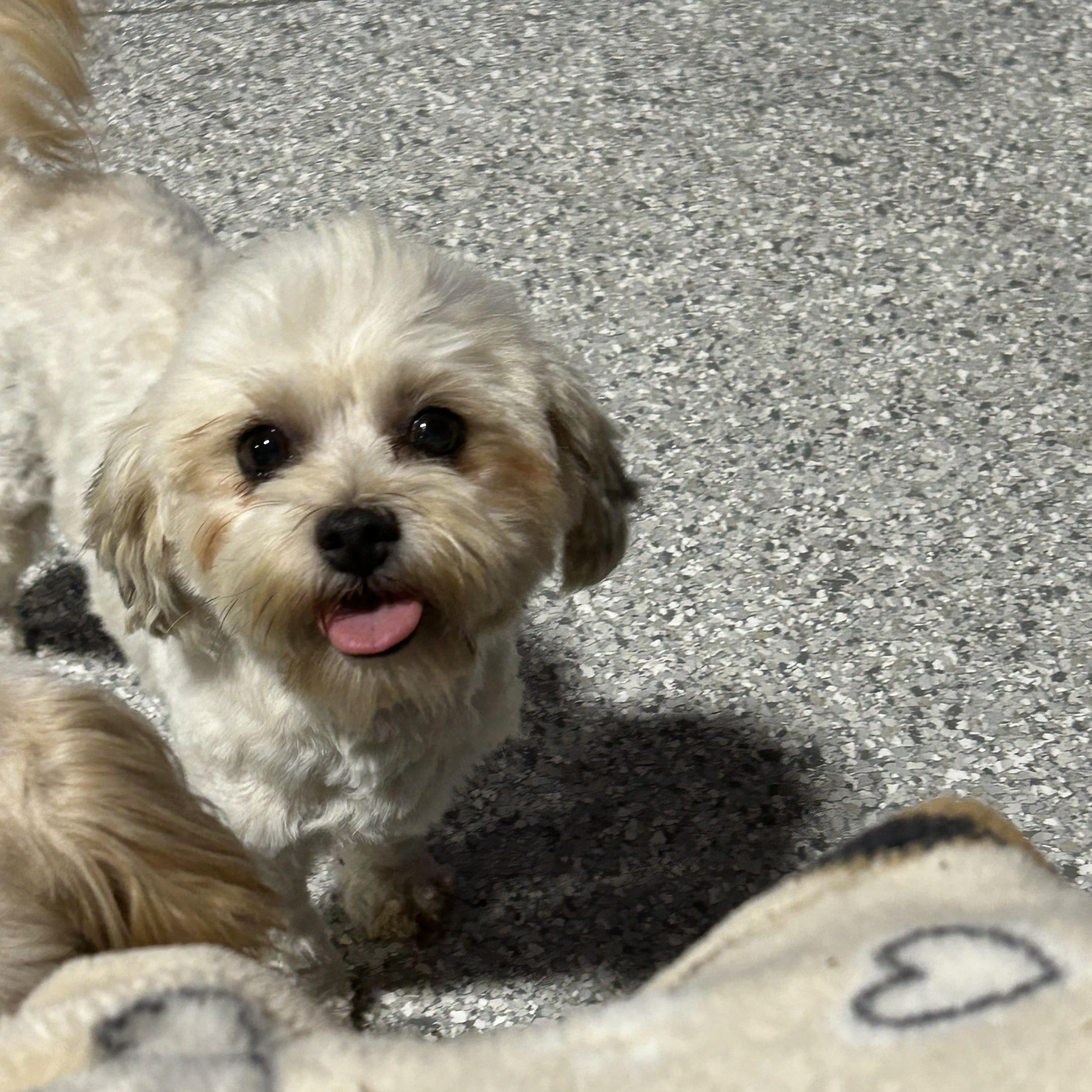 Monica. 9 lbs, a Adoptable mixed breed in Antwerp, OH image 3/6