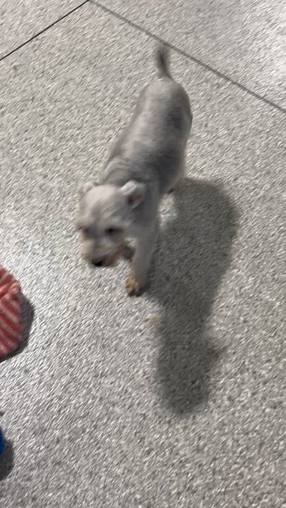 Enlarge Monica. 9 lbs, a Adoptable mixed breed in Antwerp, OH video 5/6