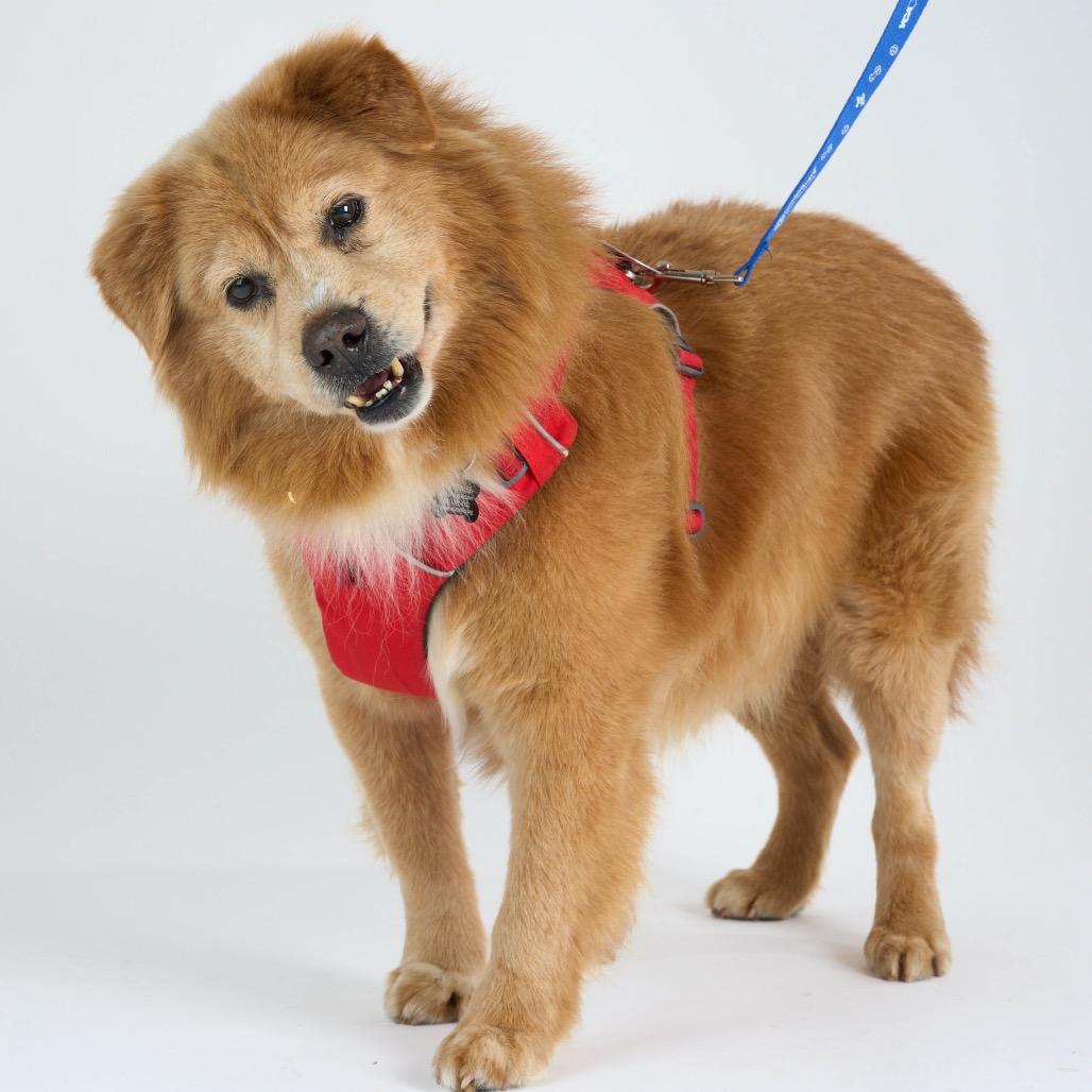McCallister 13778, Adoptable, Senior Male Golden Retriever & Chow Chow.