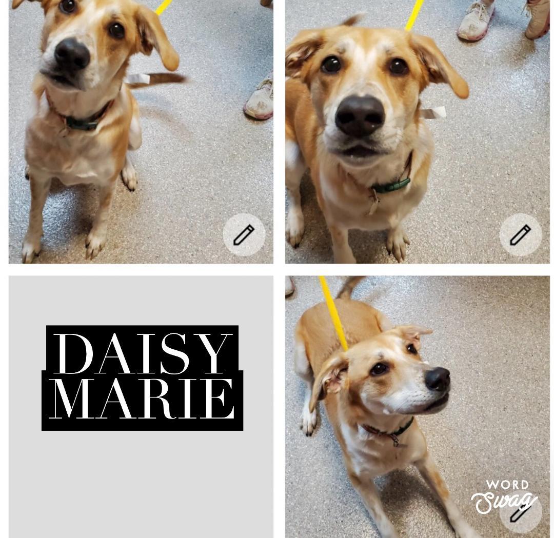 Daisy Marie , adopted, Young Female Foxhound & Cattle Dog.