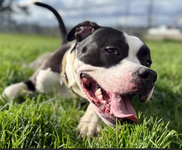 Enlarge Panda (mcas), a Adoptable mixed breed in Troutdale, OR image 1/6
