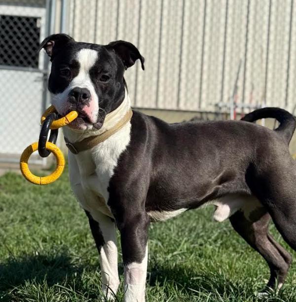 Enlarge Panda (mcas), a Adoptable mixed breed in Troutdale, OR image 2/6