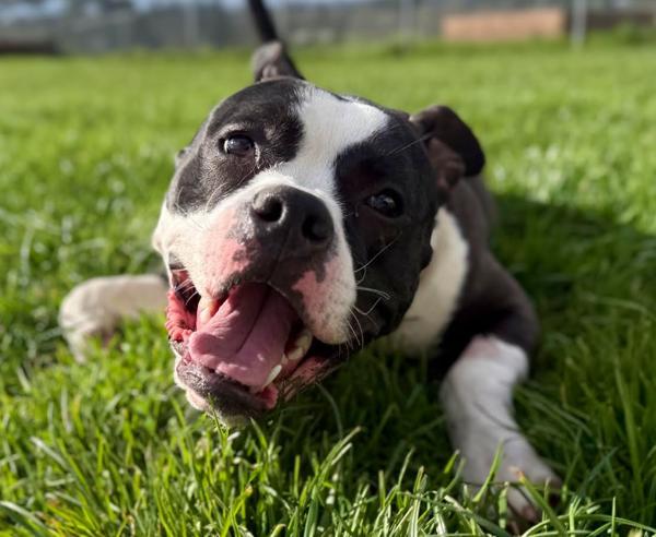 Enlarge Panda (mcas), a Adoptable mixed breed in Troutdale, OR image 3/6
