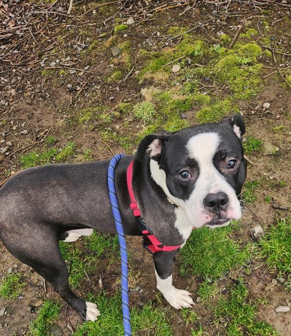 Enlarge Panda (mcas), a Adoptable mixed breed in Troutdale, OR image 4/6