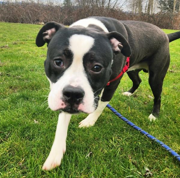 Enlarge Panda (mcas), a Adoptable mixed breed in Troutdale, OR image 5/6
