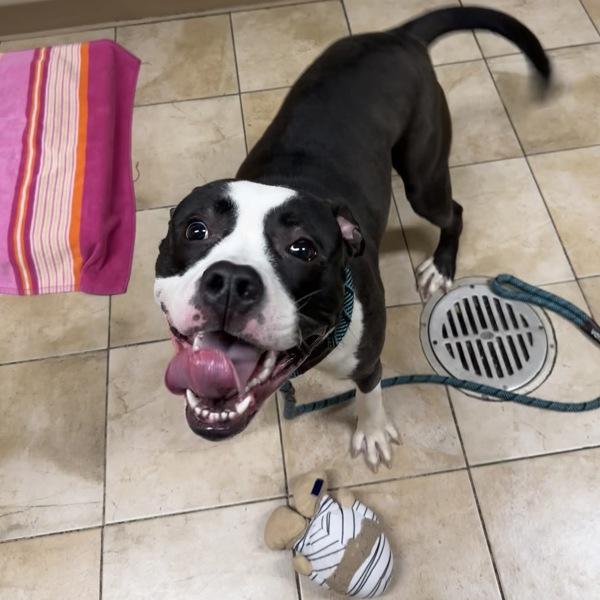 Enlarge Panda (mcas), a Adoptable mixed breed in Troutdale, OR image 6/6