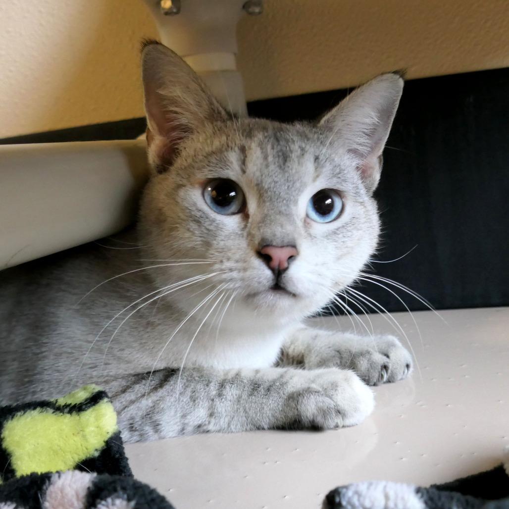 Misty, a Adoptable Domestic Short Hair in Mebane, NC image 3/4