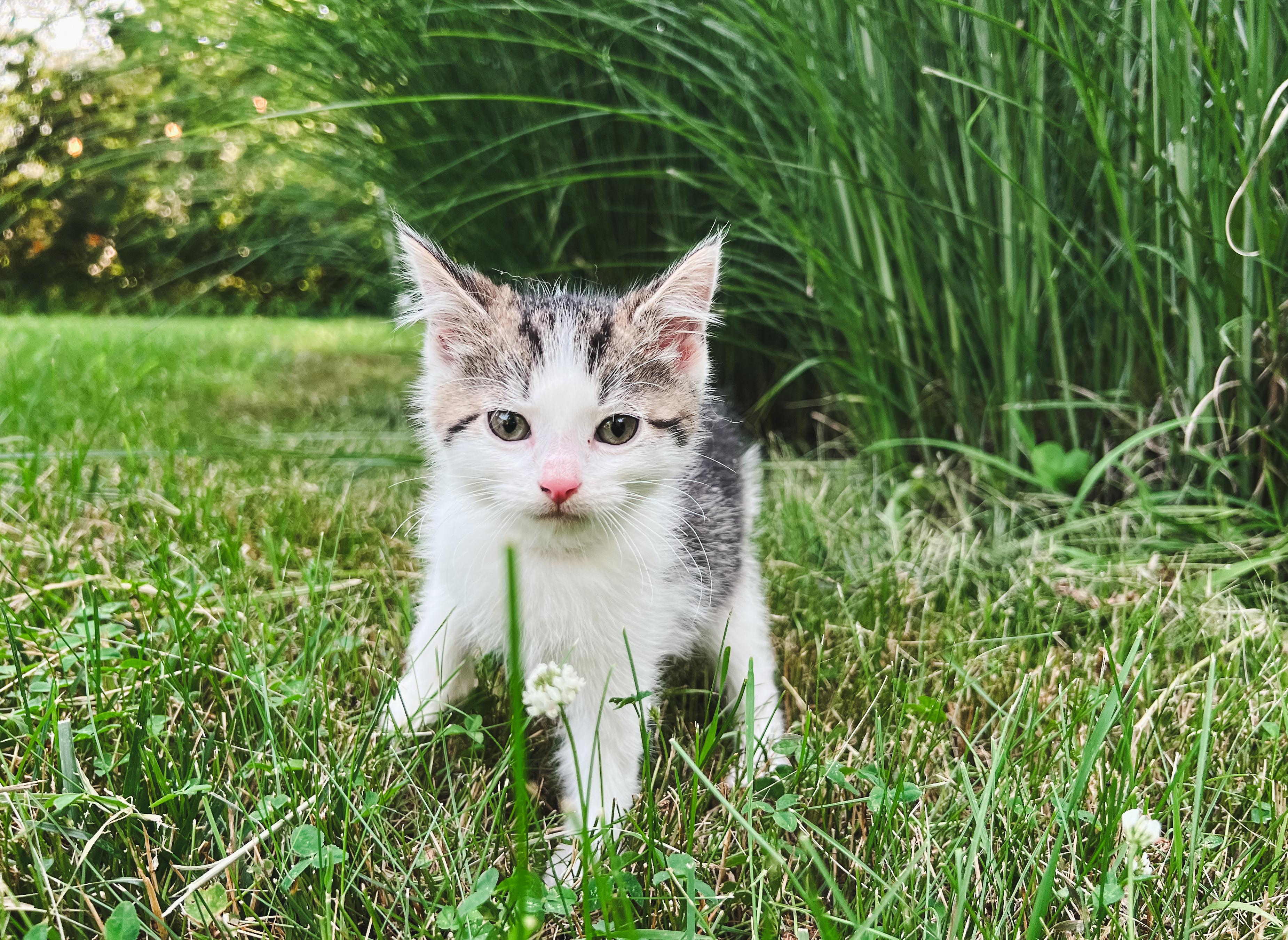 Chive, a ADOPTABLE Domestic Medium Hair in Howell, MI image 1/2