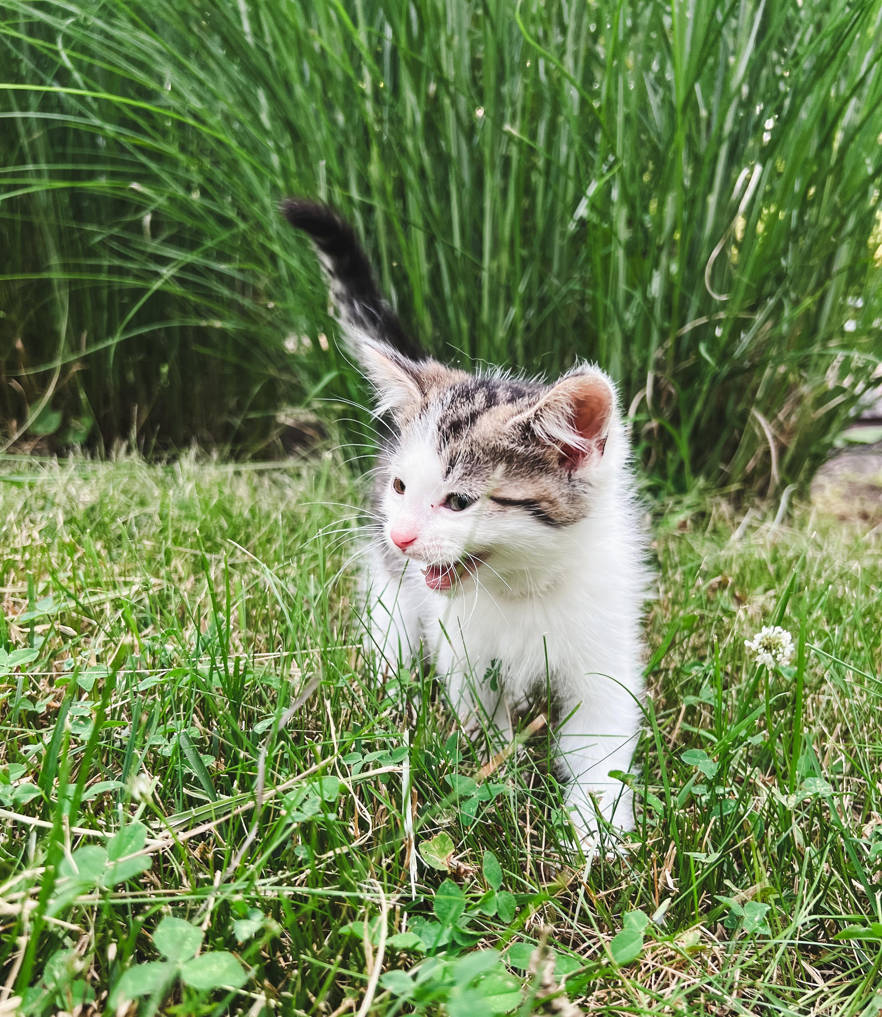 Chive, a ADOPTABLE Domestic Medium Hair in Howell, MI image 2/2