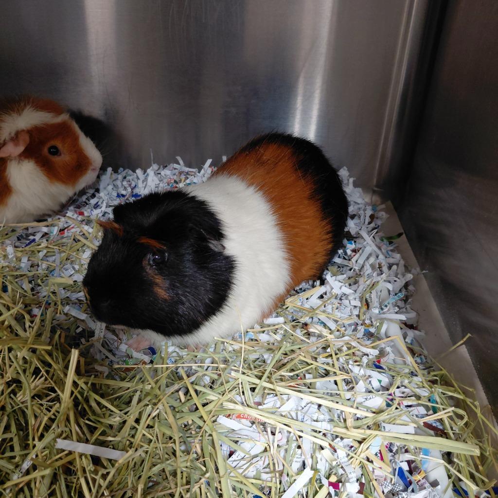 Brownie, Adoptable, Adult Male Guinea Pig.