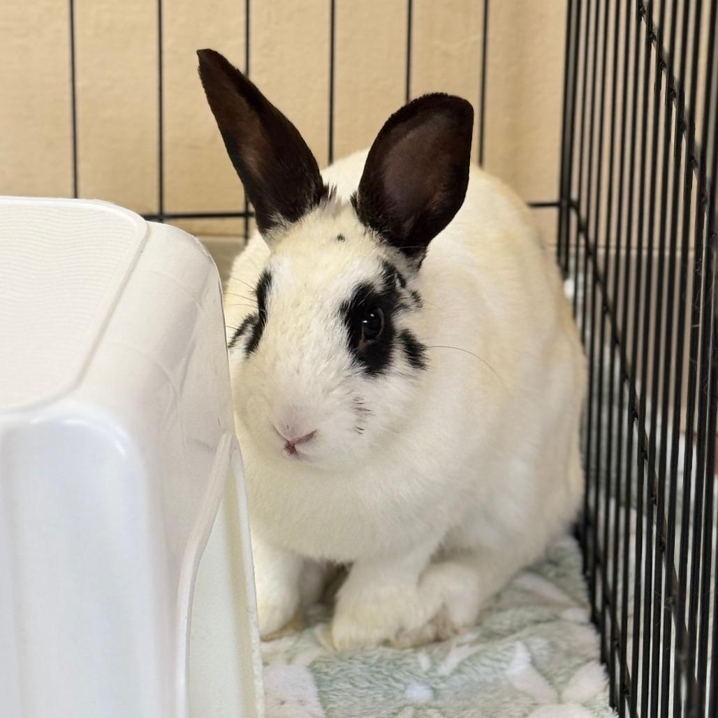 Squid, a Adoptable English Spot in Richmond, CA image 1/6