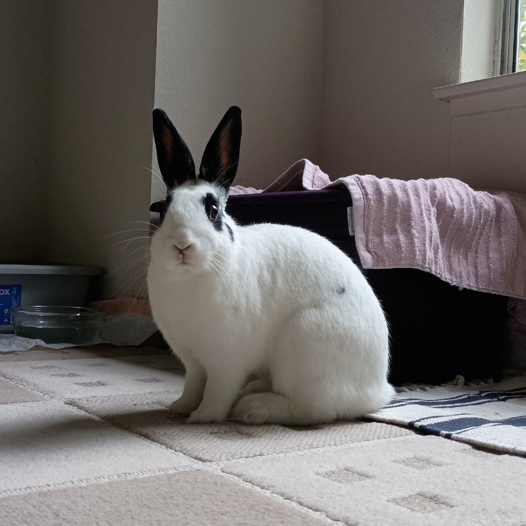 Squid, a Adoptable English Spot in Richmond, CA image 2/6