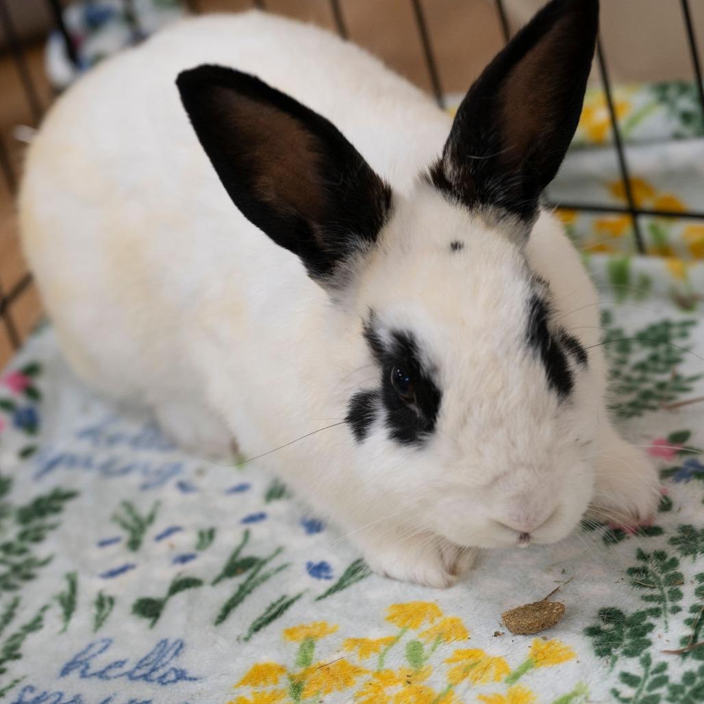 Squid, a Adoptable English Spot in Richmond, CA image 3/6