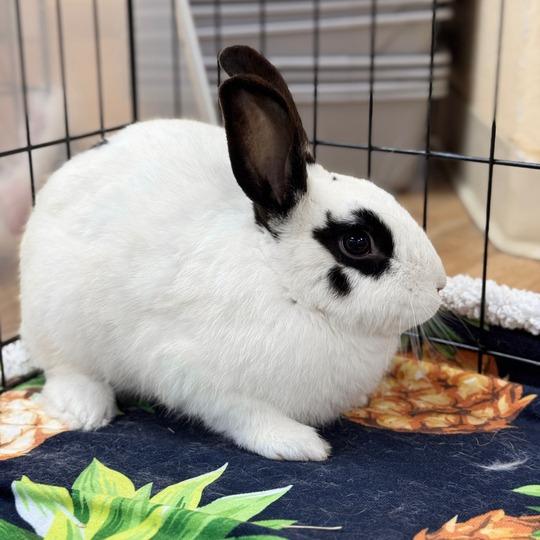 Squid, a Adoptable English Spot in Richmond, CA image 5/6