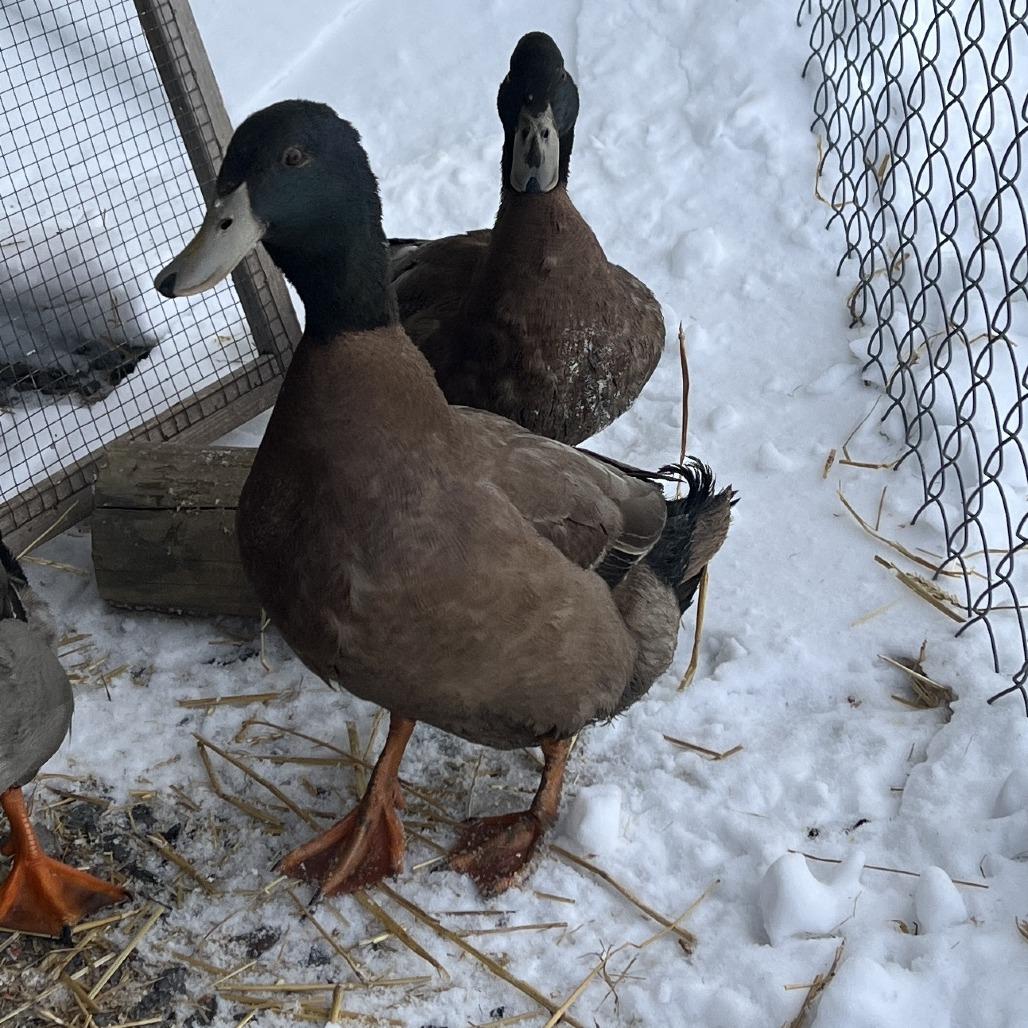 Hugh Quackman, Adoptable, Young Male Duck.