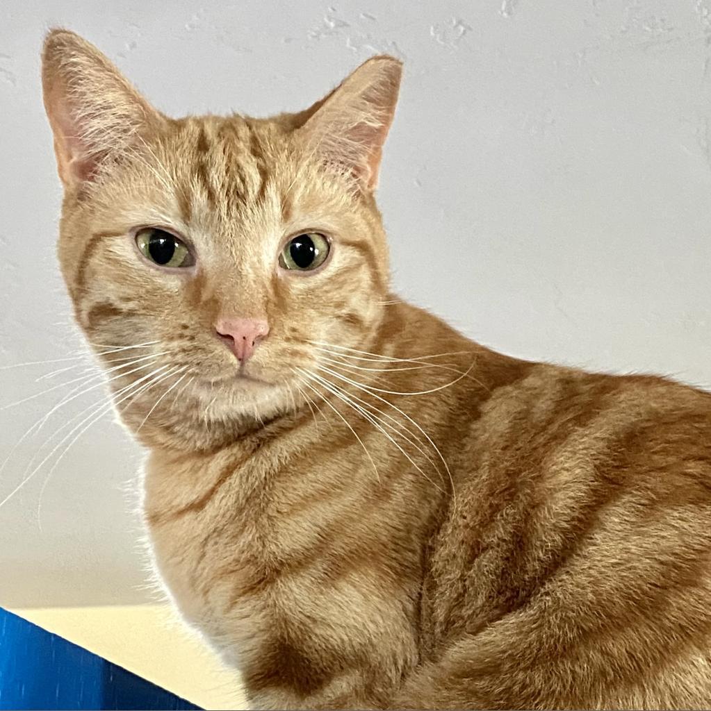 Nindara — thumbnail 2