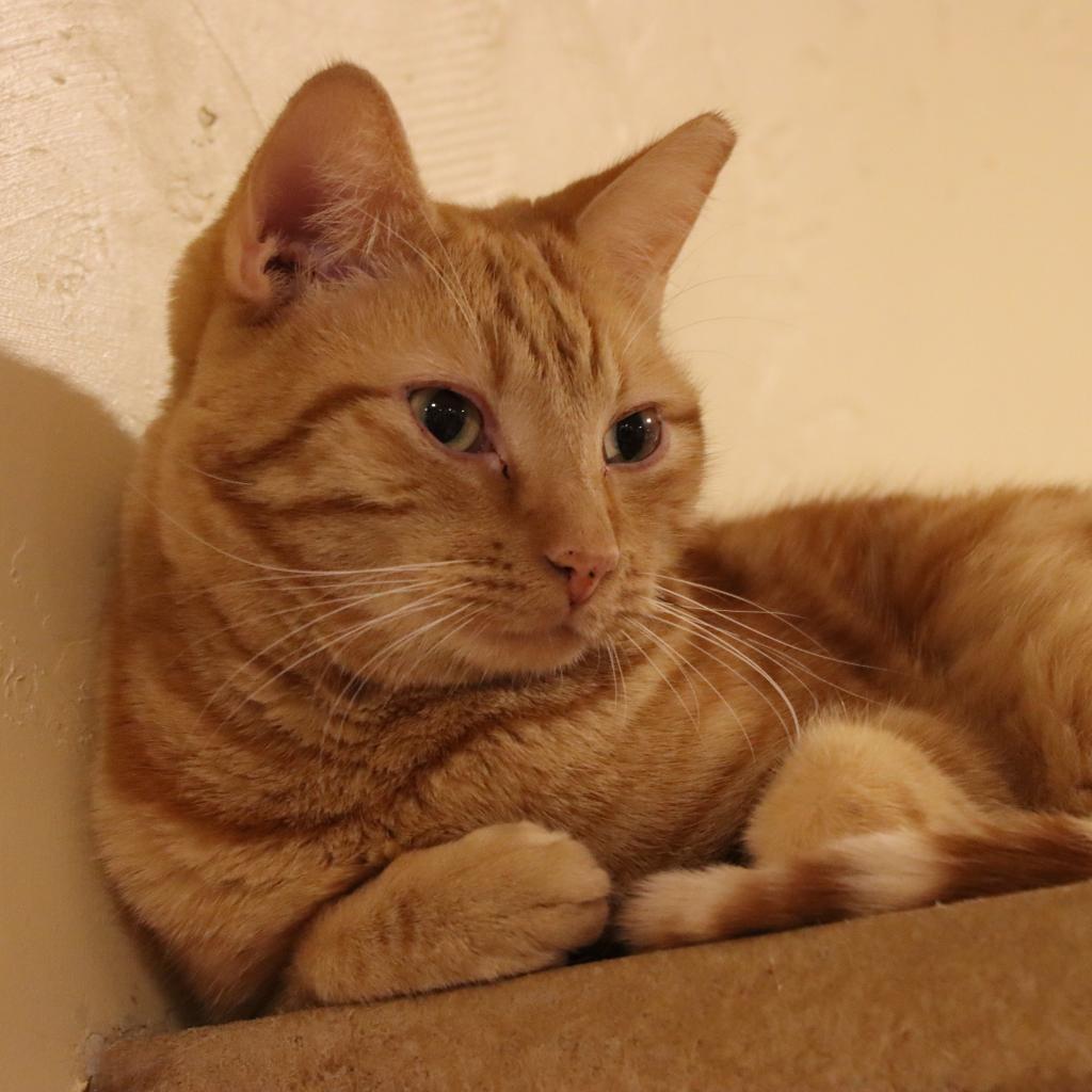 Nindara — thumbnail 6