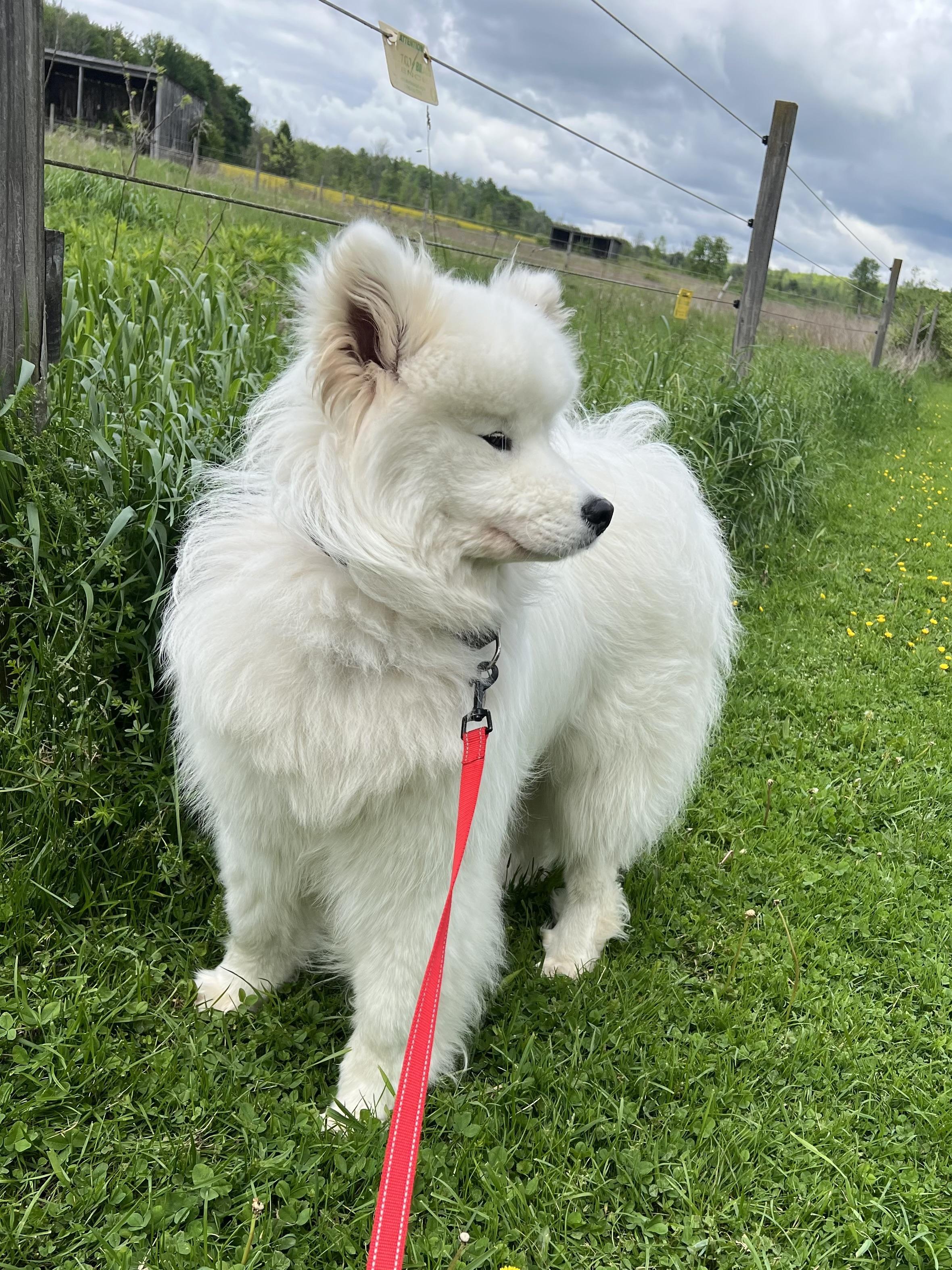 River, an adopted Samoyed in Ithaca, NY image 2/3