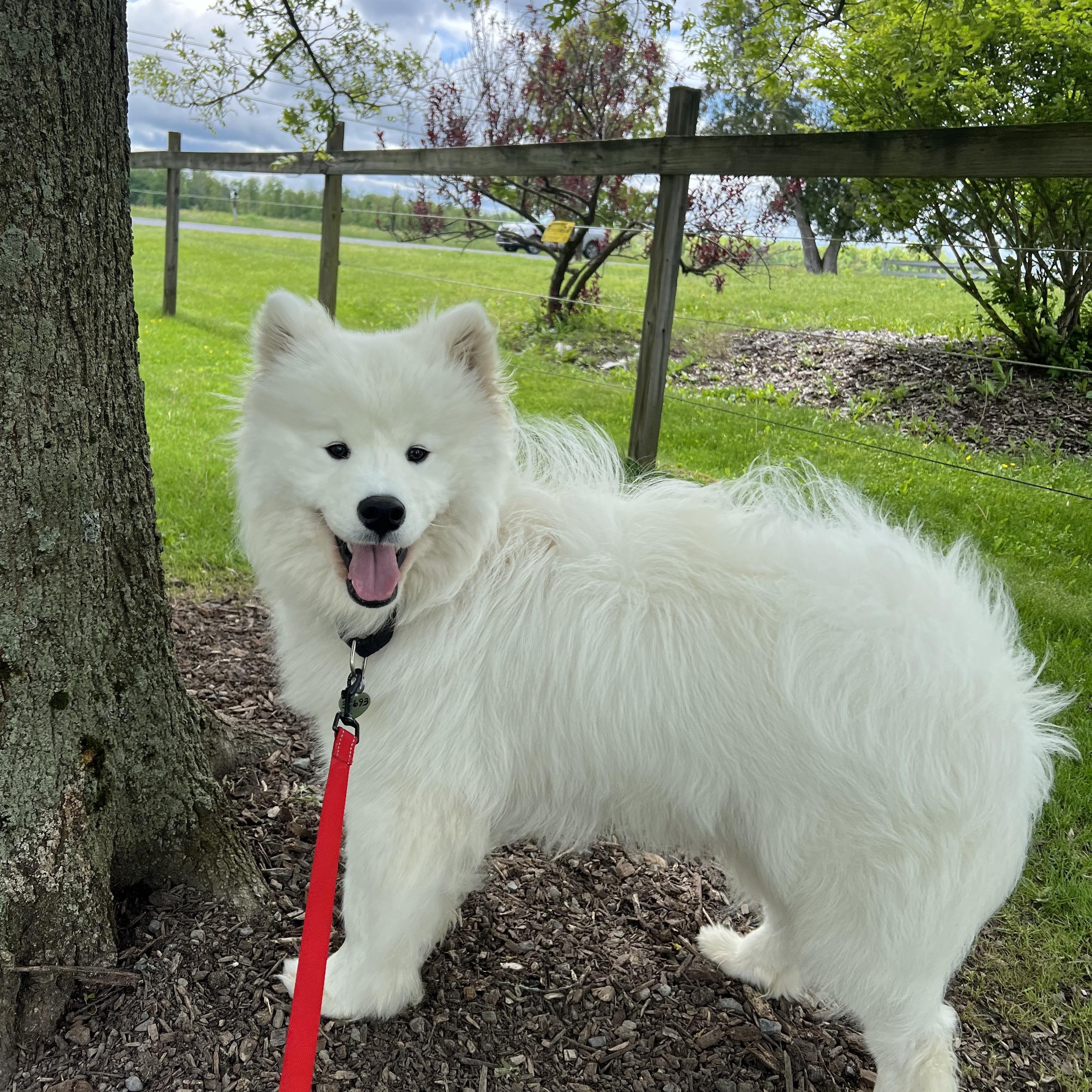 River, an adopted Samoyed in Ithaca, NY image 3/3