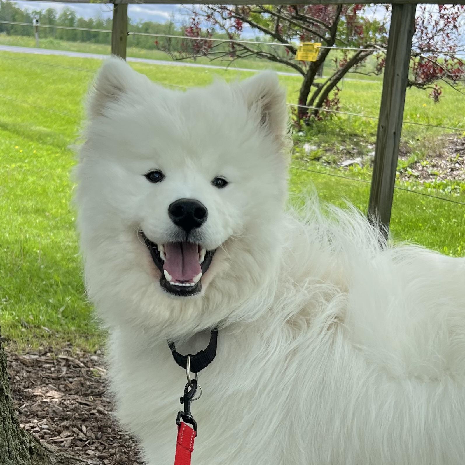 River, adopted, Young Male Samoyed.