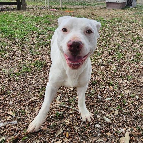 Enlarge Tony, a Adoptable mixed breed in Corpus Christi, TX image 1/6