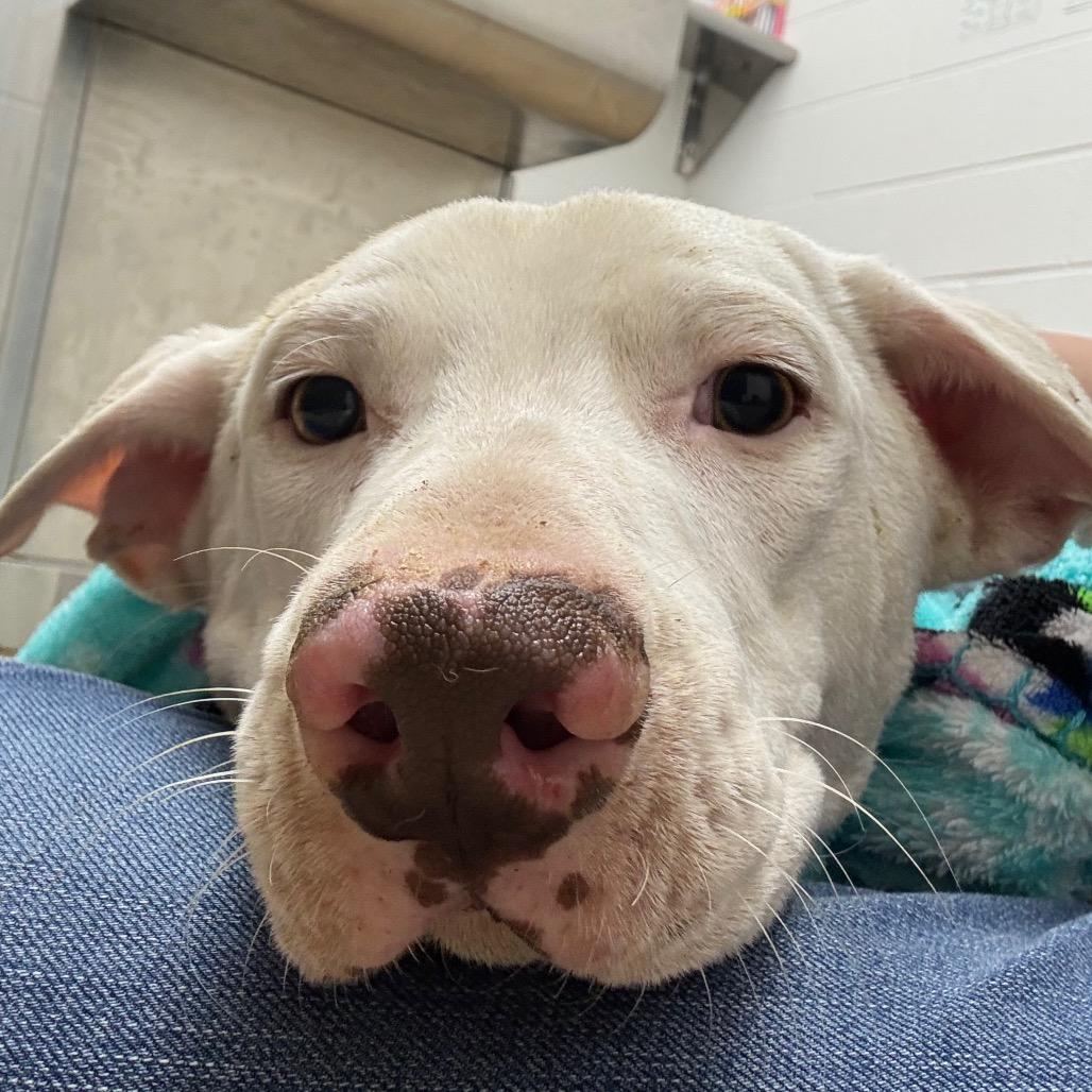 Enlarge Tony, a Adoptable mixed breed in Corpus Christi, TX image 2/6