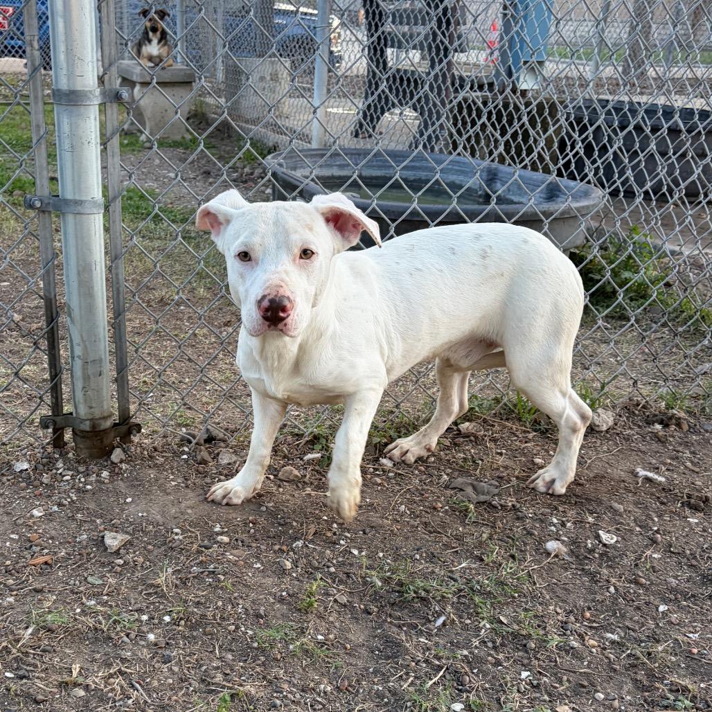 Enlarge Tony, a Adoptable mixed breed in Corpus Christi, TX image 3/6