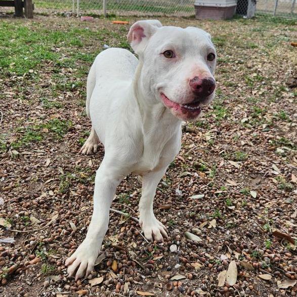 Enlarge Tony, a Adoptable mixed breed in Corpus Christi, TX image 4/6