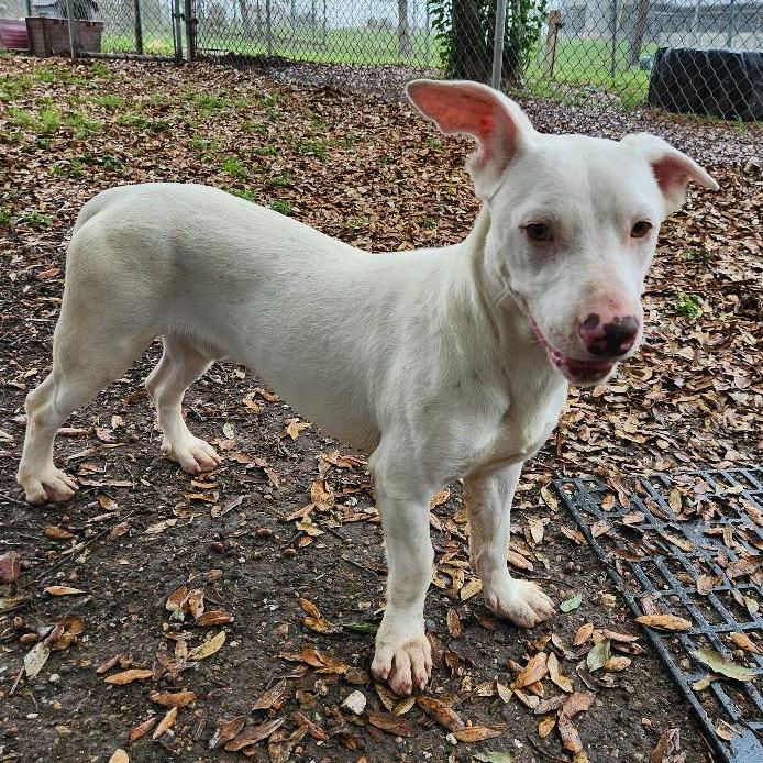 Enlarge Tony, a Adoptable mixed breed in Corpus Christi, TX image 5/6