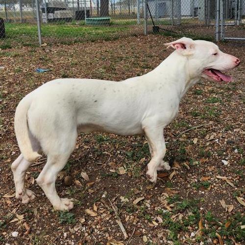 Enlarge Tony, a Adoptable mixed breed in Corpus Christi, TX image 6/6