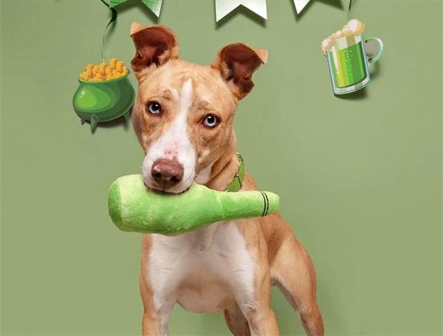 COMET, Adoptable, Young Male Pit Bull Terrier.