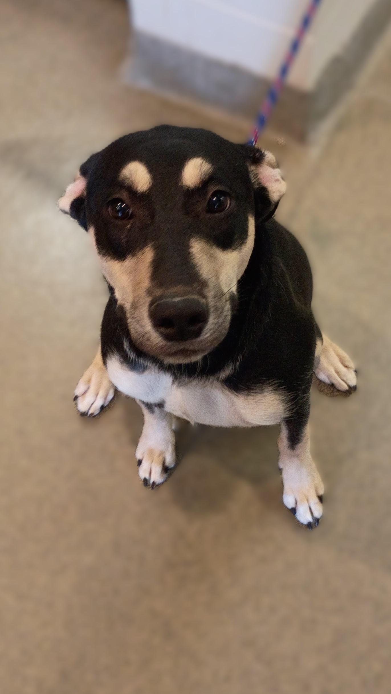 Yahzee, an adoptable Australian Kelpie in Kearney, NE, 68845 | Photo Image 1
