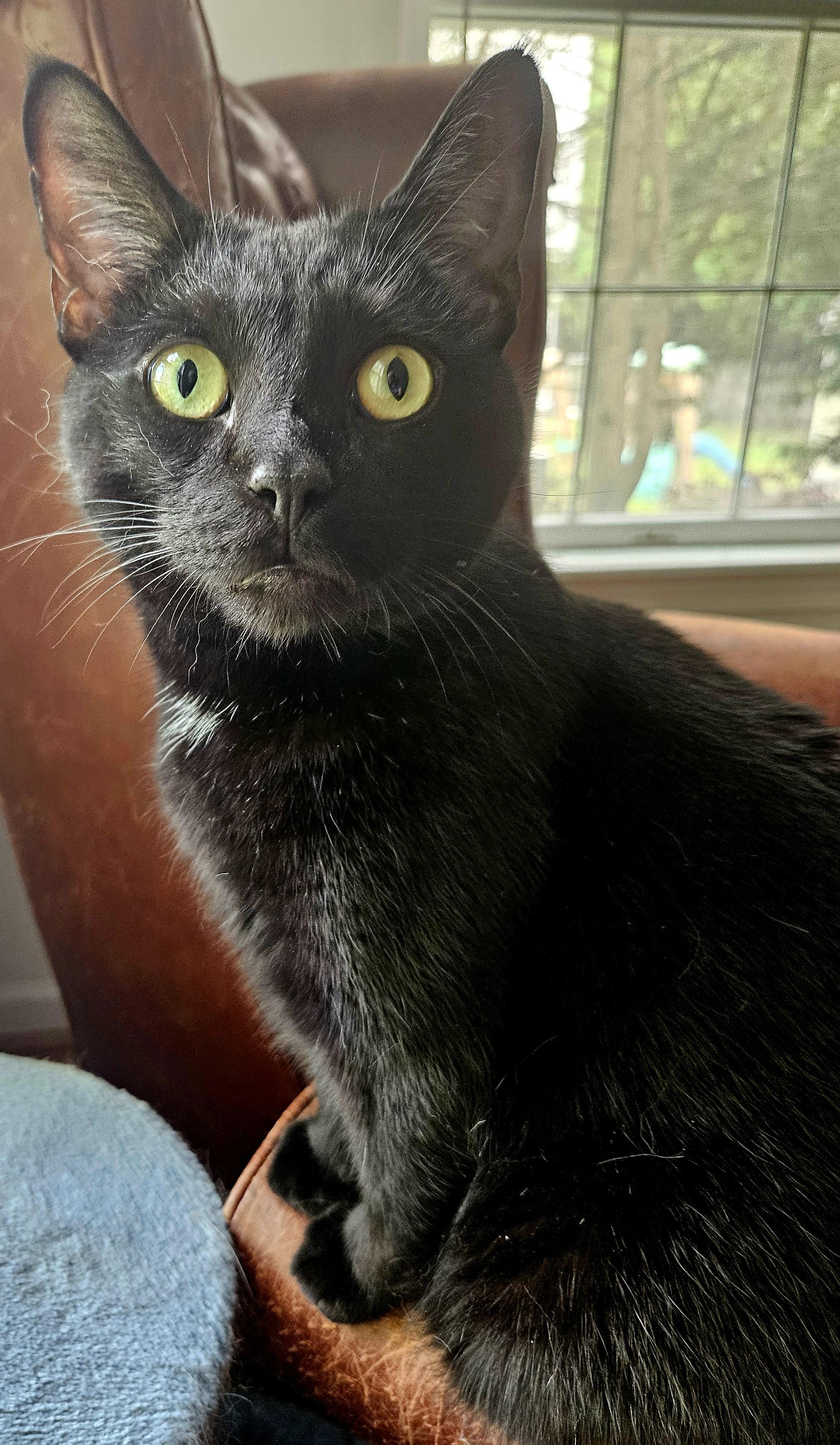 Enlarge Grimm-LAP CAT, a Adoptable mixed breed in Bristol, CT image 5/5