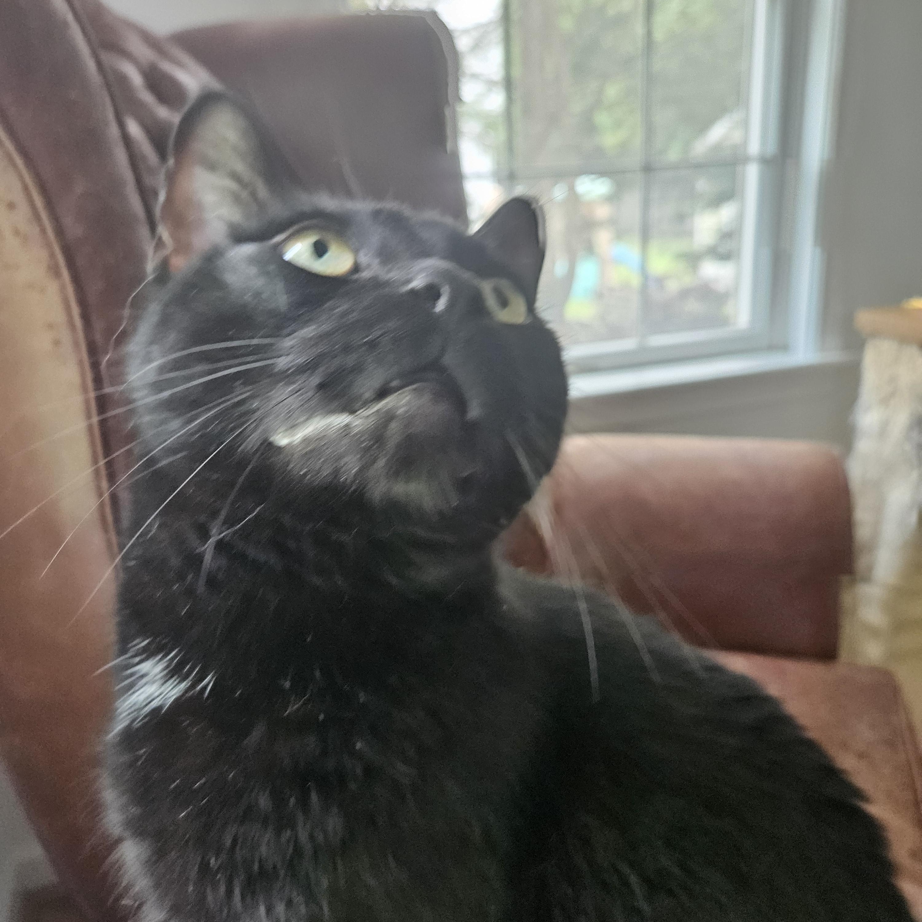 Enlarge Grimm-LAP CAT, a Adoptable mixed breed in Bristol, CT image 3/5