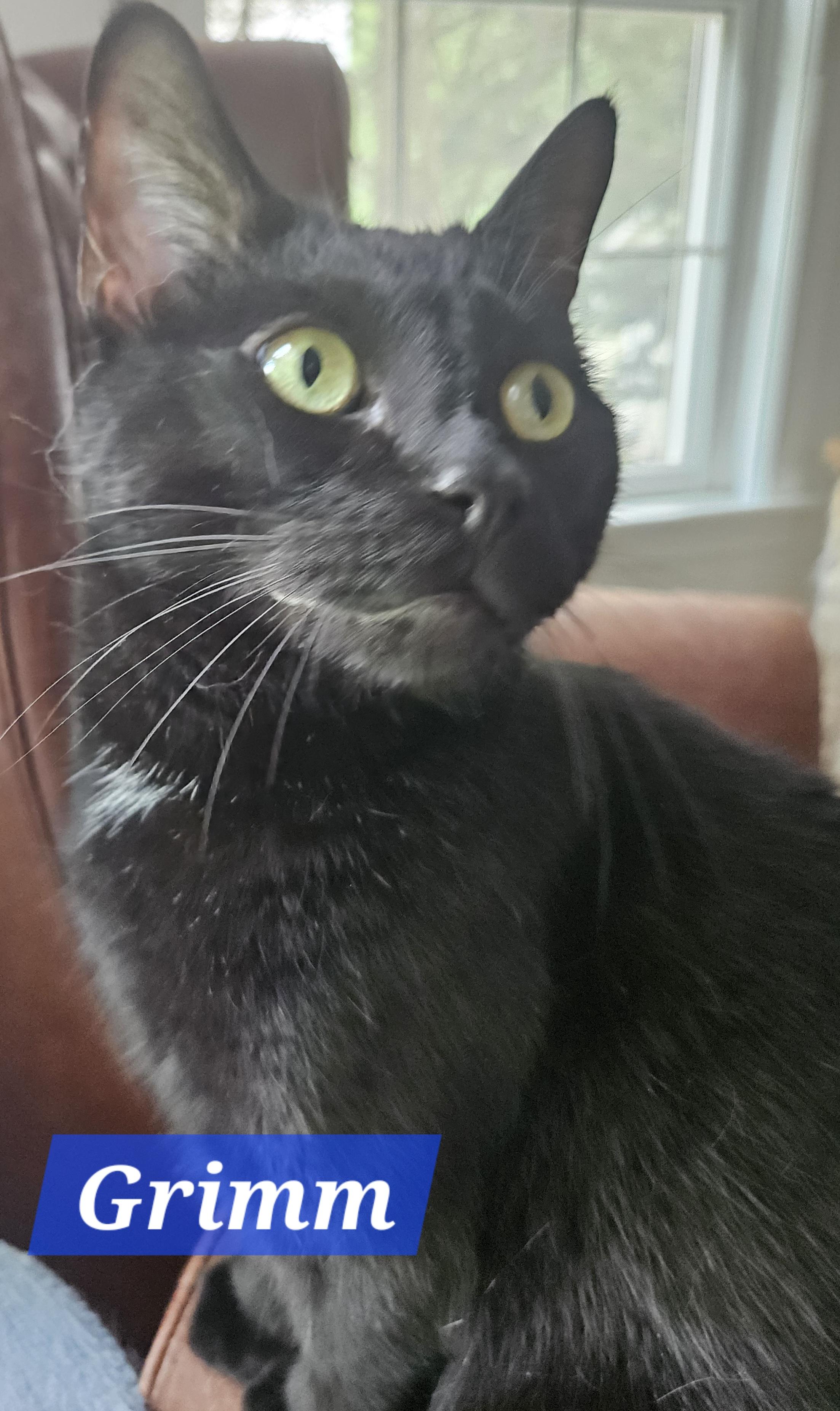 Enlarge Grimm-LAP CAT, a Adoptable mixed breed in Bristol, CT image 1/5