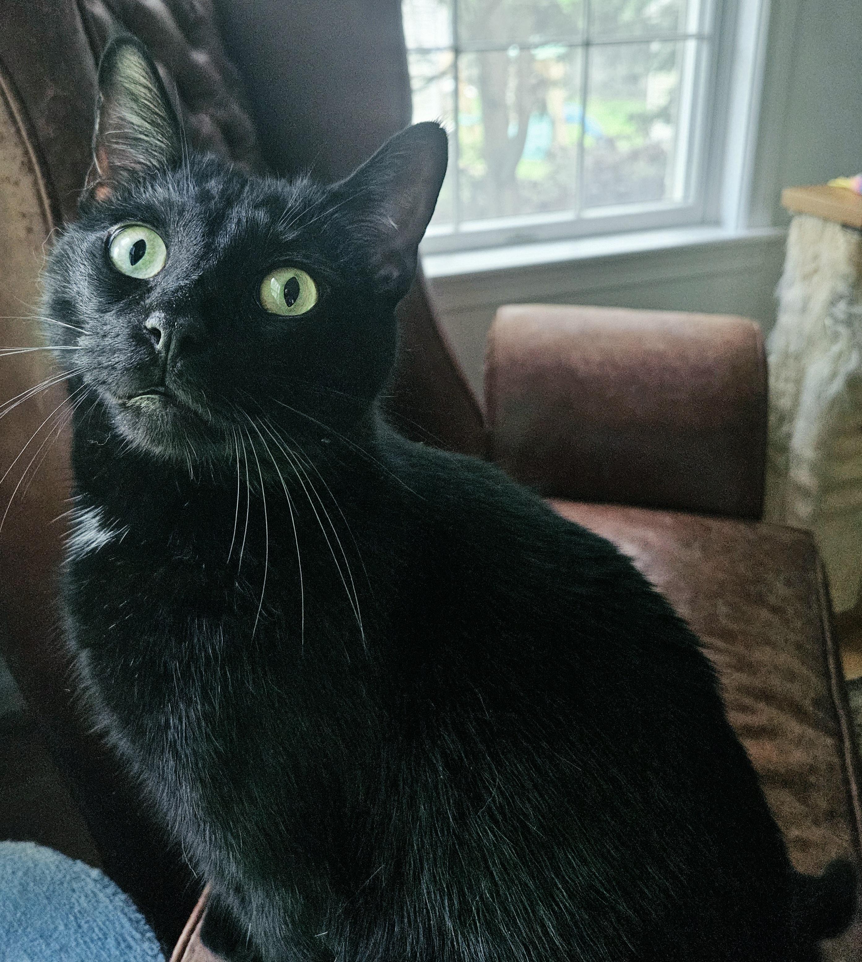Enlarge Grimm-LAP CAT, a Adoptable mixed breed in Bristol, CT image 4/5