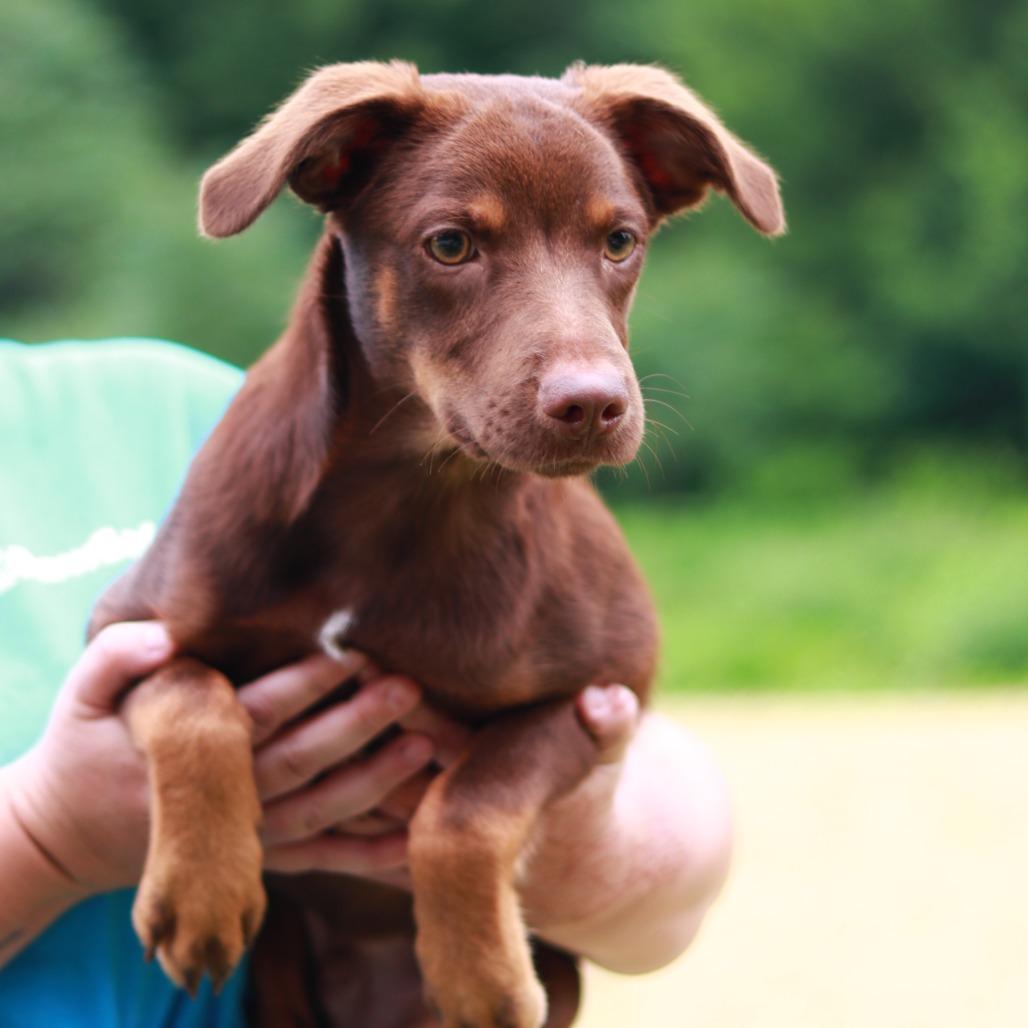 CT Trooper, Adoptable, Puppy Male Border Collie & Australian Shepherd.