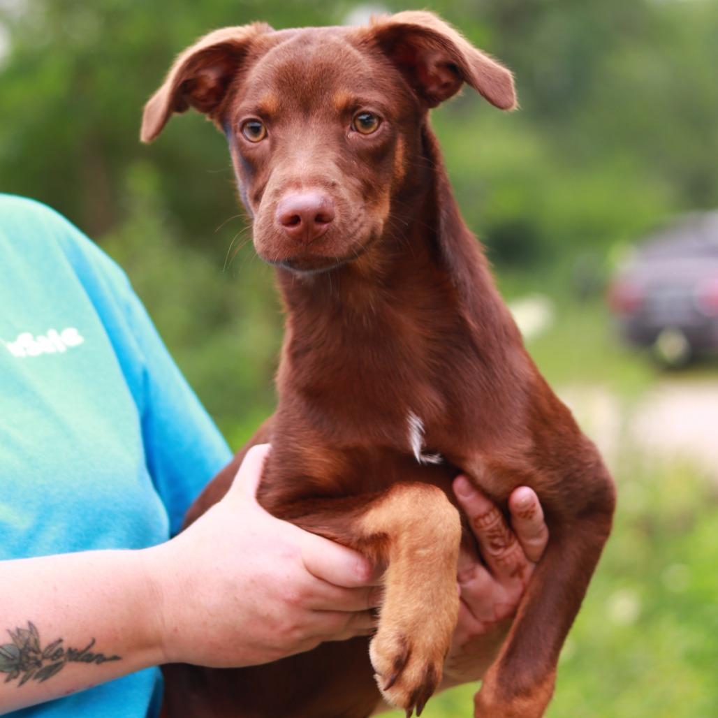 CT Trooper, a Adoptable mixed breed in Eastford, CT image 3/6