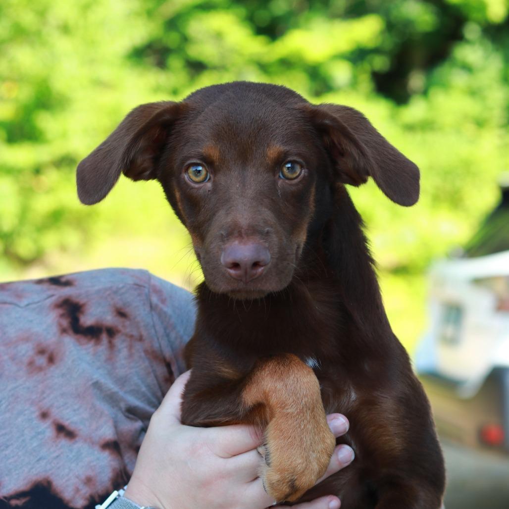 CT Trooper, a Adoptable mixed breed in Eastford, CT image 4/6