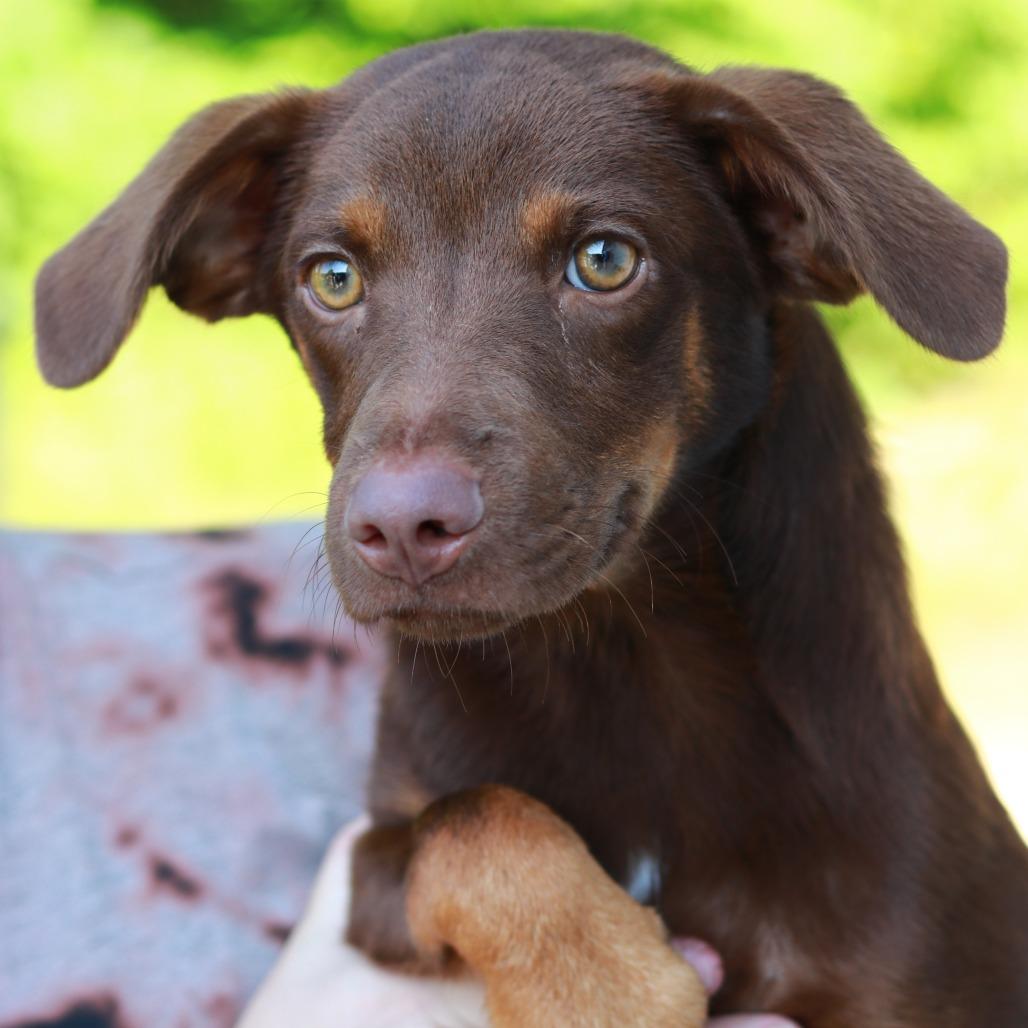 CT Trooper, a Adoptable mixed breed in Eastford, CT image 5/6