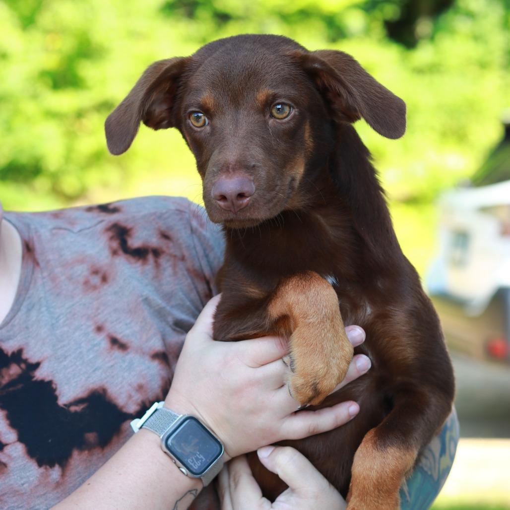 CT Trooper, a Adoptable mixed breed in Eastford, CT image 6/6