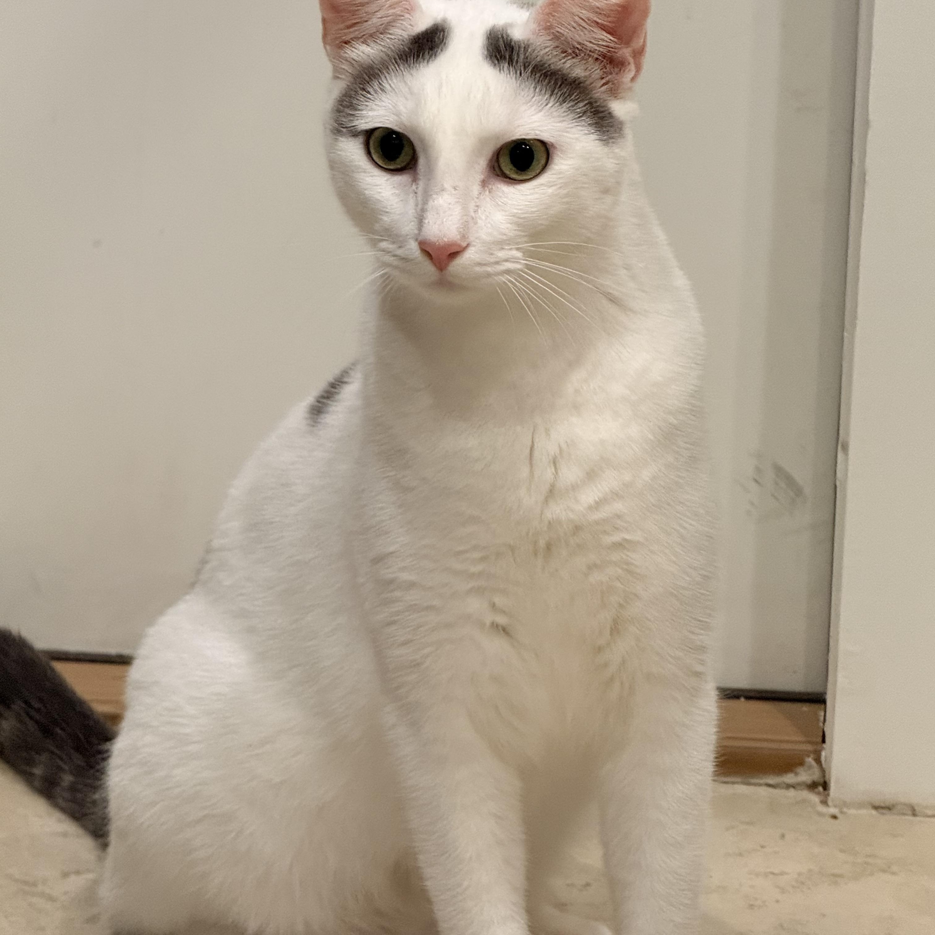 Finn, a ADOPTABLE Domestic Short Hair in Hilton Head Island, SC image 2/6
