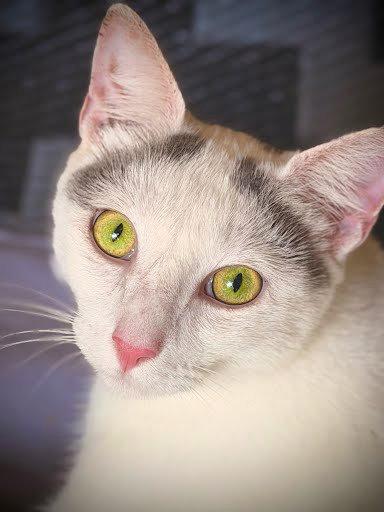 Finn, a ADOPTABLE Domestic Short Hair in Hilton Head Island, SC image 3/6