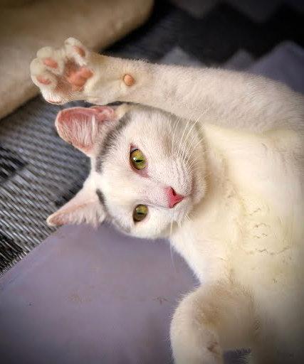 Finn, a ADOPTABLE Domestic Short Hair in Hilton Head Island, SC image 1/6
