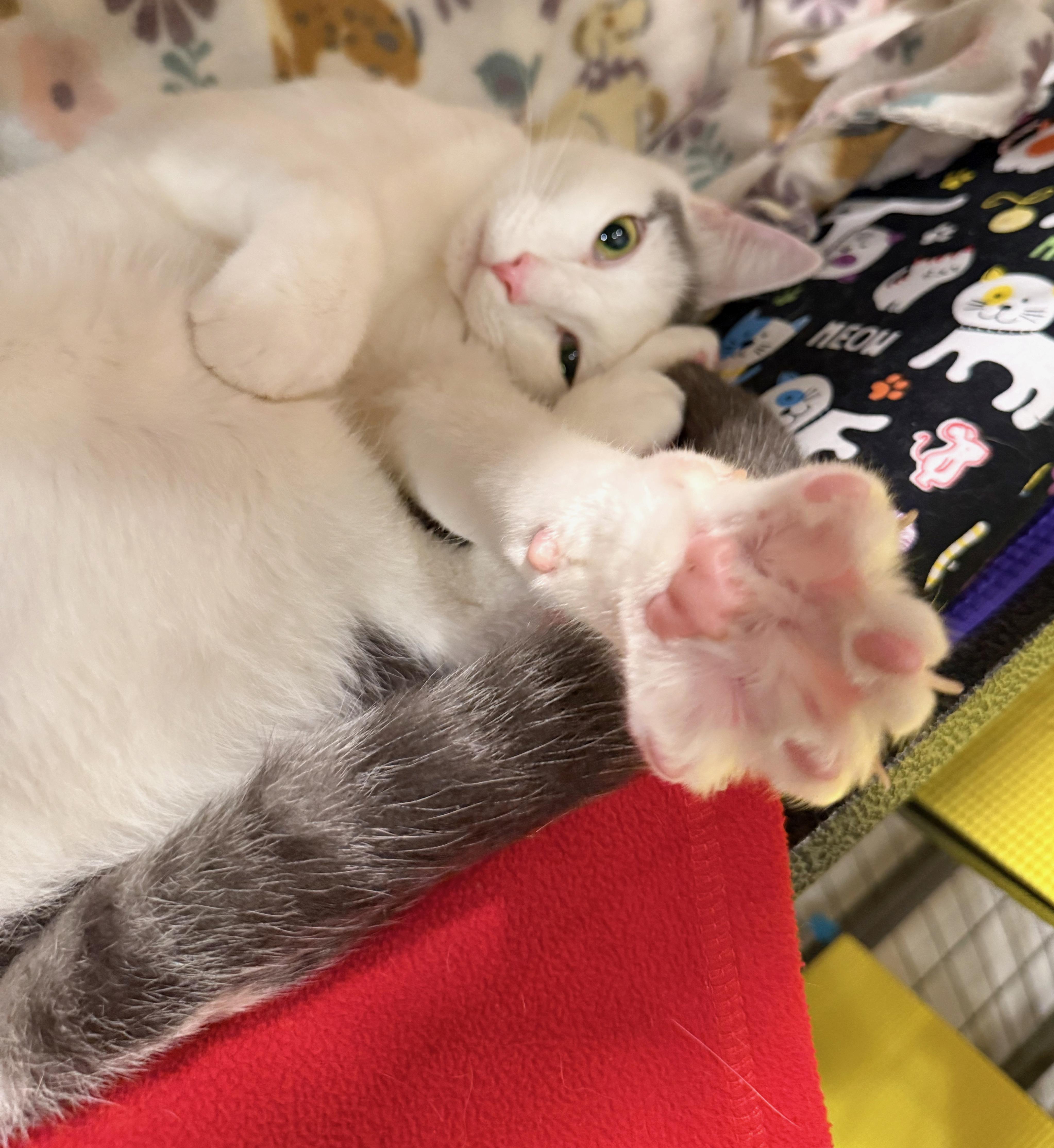 Finn, a ADOPTABLE Domestic Short Hair in Hilton Head Island, SC image 4/6