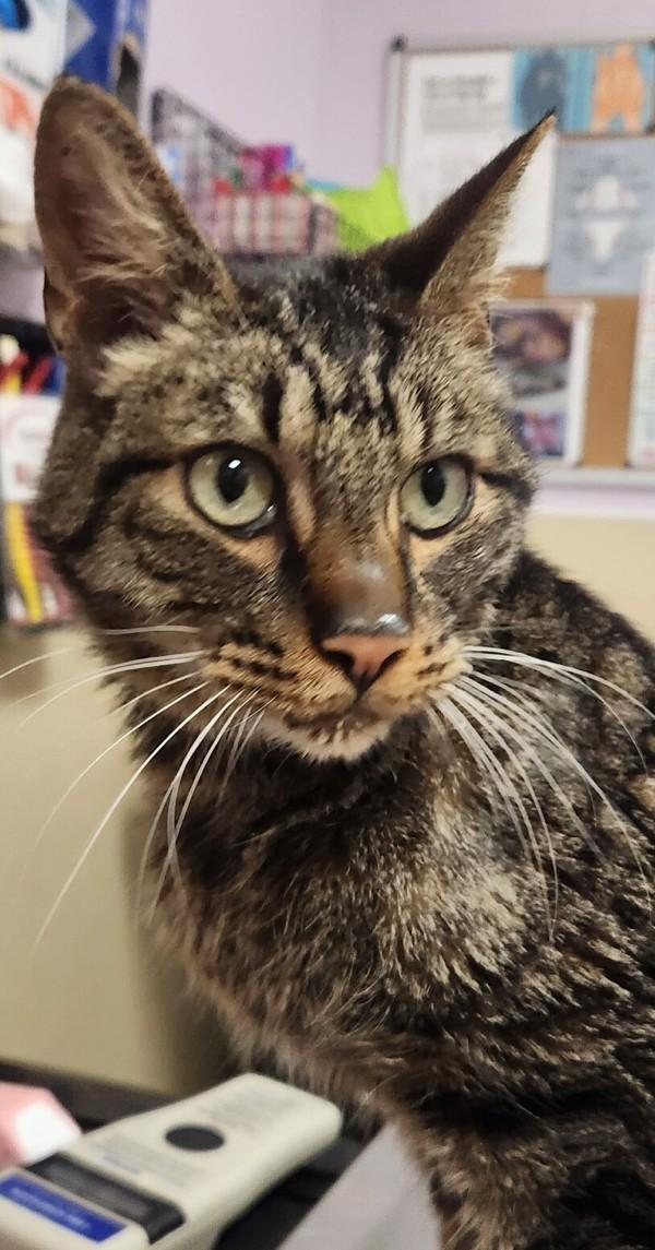 Rorschach, Adoptable, Adult Male Domestic Short Hair.