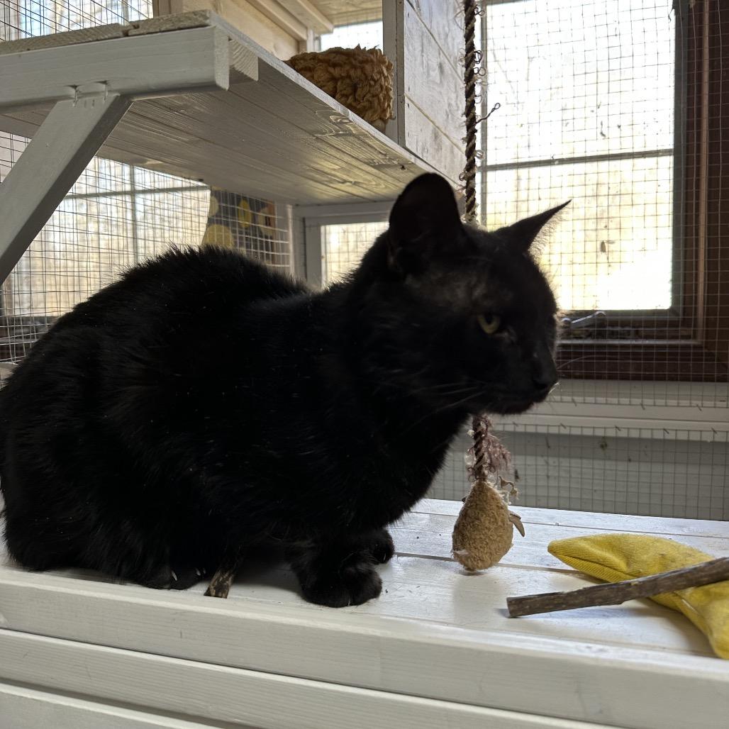 Melvin, Adoptable, Adult Male Bombay & Domestic Short Hair.