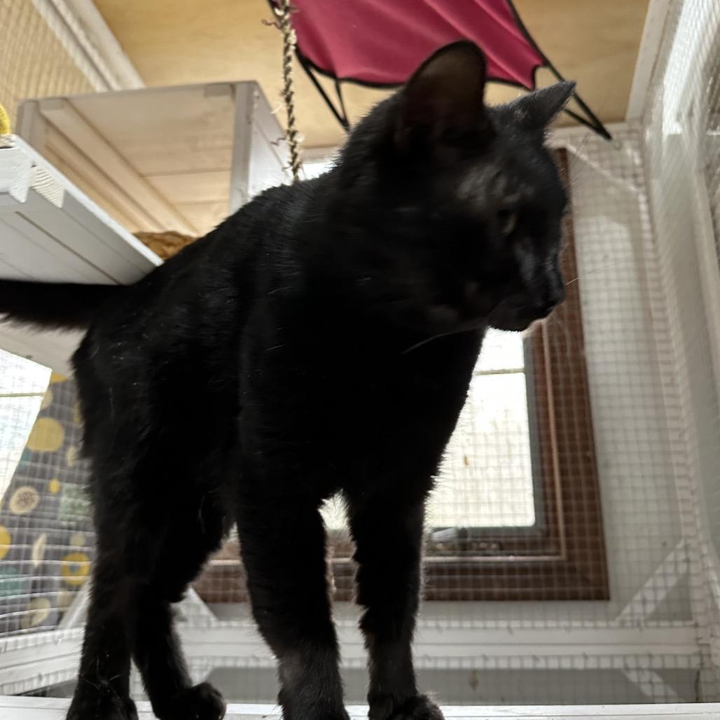 Enlarge Melvin, a Adoptable mixed breed in Nokesville, VA image 2/6