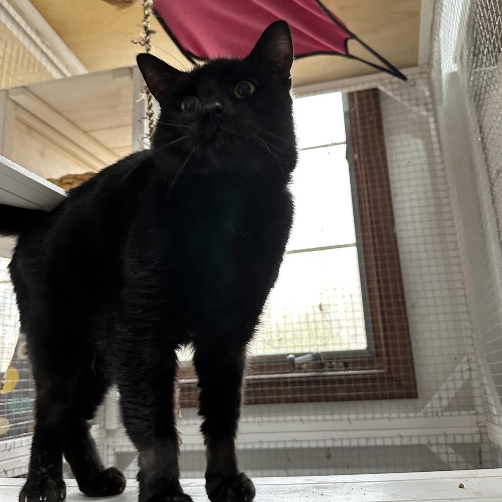 Enlarge Melvin, a Adoptable mixed breed in Nokesville, VA image 3/6